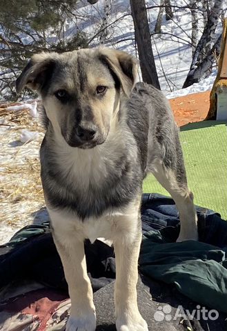 Собака в добрые руки девочка стерилизованная