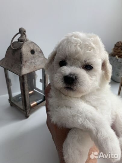 Бишон Фризе щенки. Документы ркф-FCI, стандарт