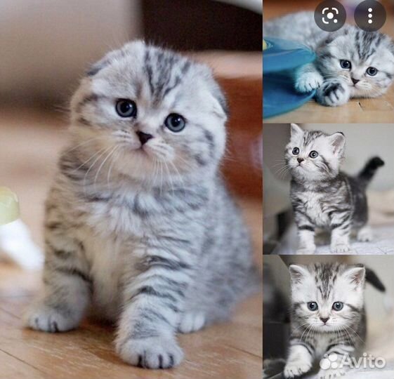 Кошки шотландцы