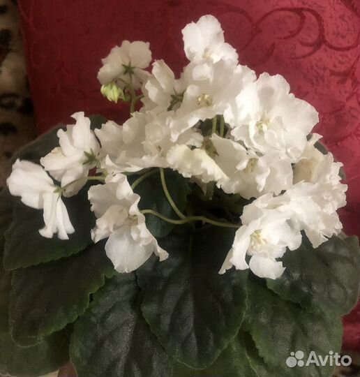 Фиалка Свадебный букет