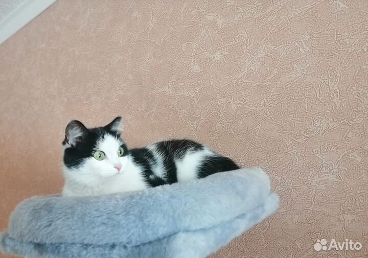 Японский бобтейл