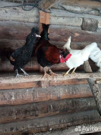 Яйца на инкубацию и петухи