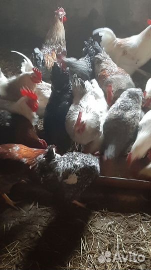 Молодые петухи