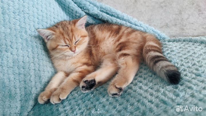 Британские котята