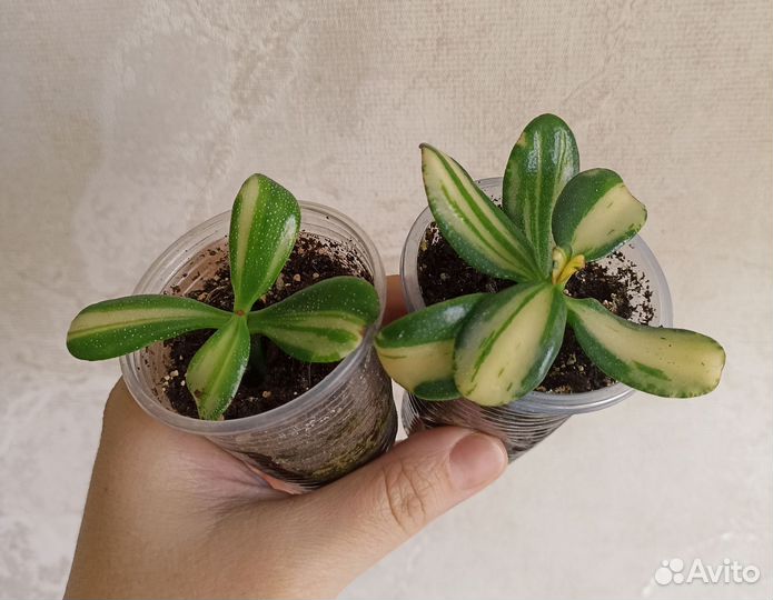 Крассула Return of Beauty