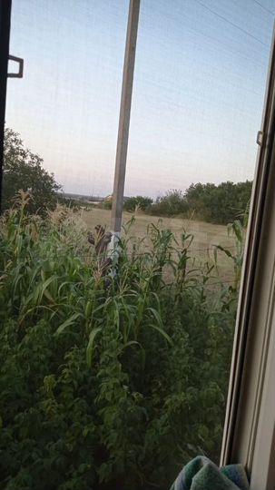 Участок 25 сот. (ИЖС)