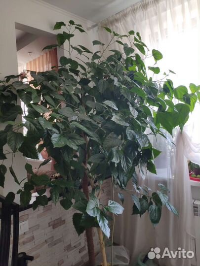 Китайская роза