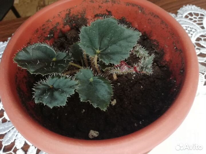 Комнатные растения цветы