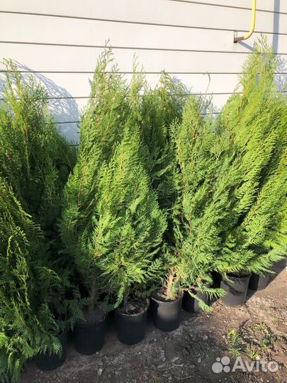 Продам туи восточная книжка