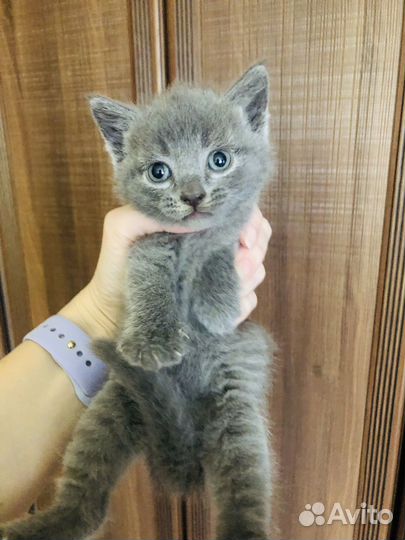 Котята в дар