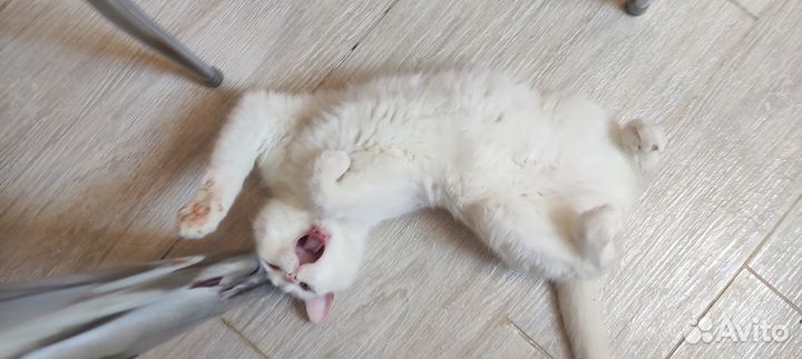 Отдам кота в добрые руки