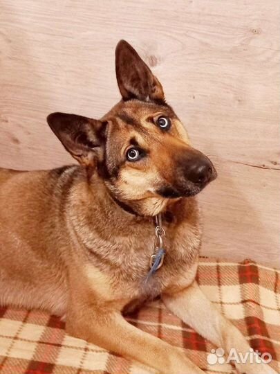 Метис хаски