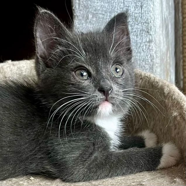 Котёнок в добрые руки