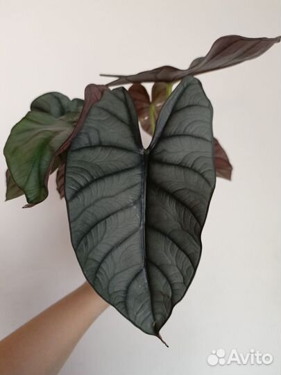 Алоказия Рэд Грэй