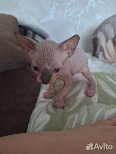 Канадский сфинкс