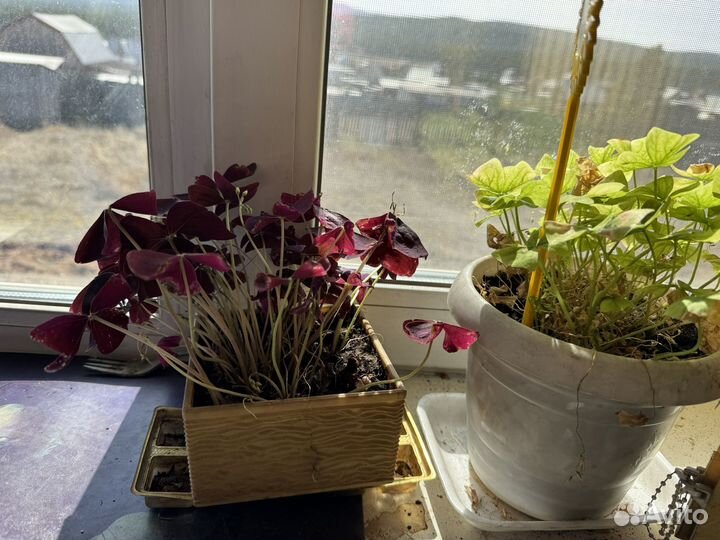 Комнатные цветы