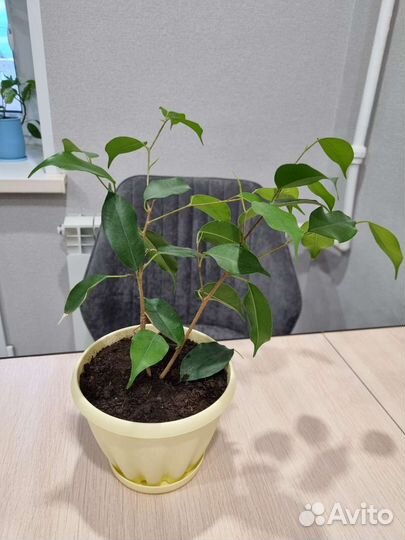 Фикус бенджамина