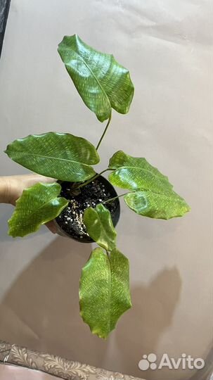 Цветы для души