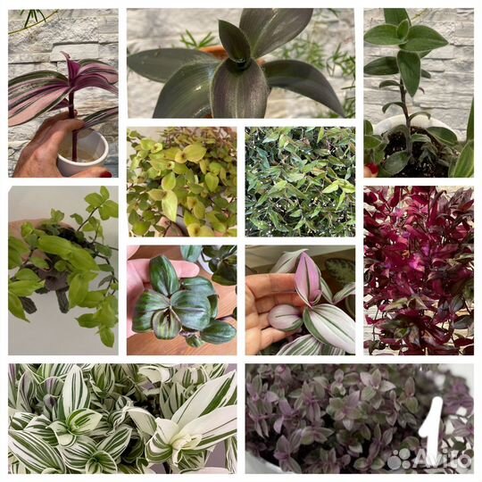 Традесканции несколько сортов