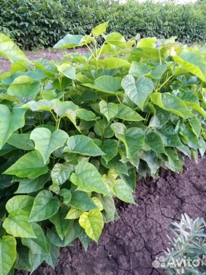 Сеянцы катальпы