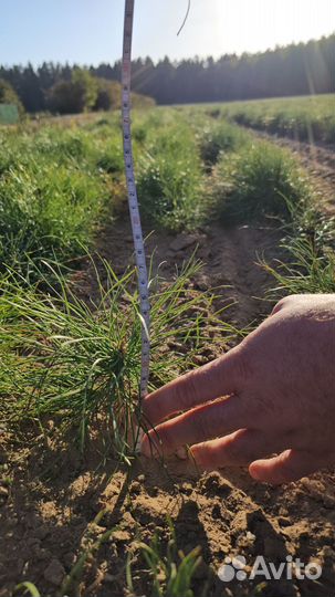 Саженцы сосны и ели окс оптом