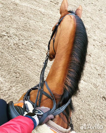 Обучение верховой езде