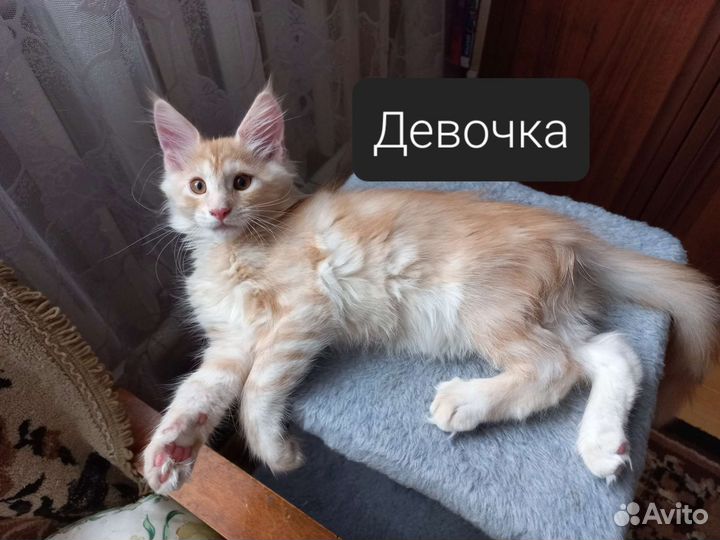 Рыжее счастье