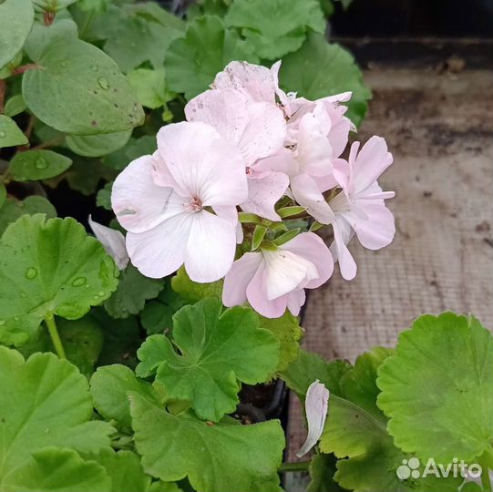 Пеларгония герань