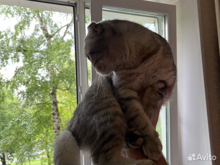 Шотландская кошка