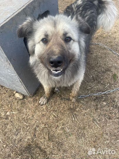 Собака охранник