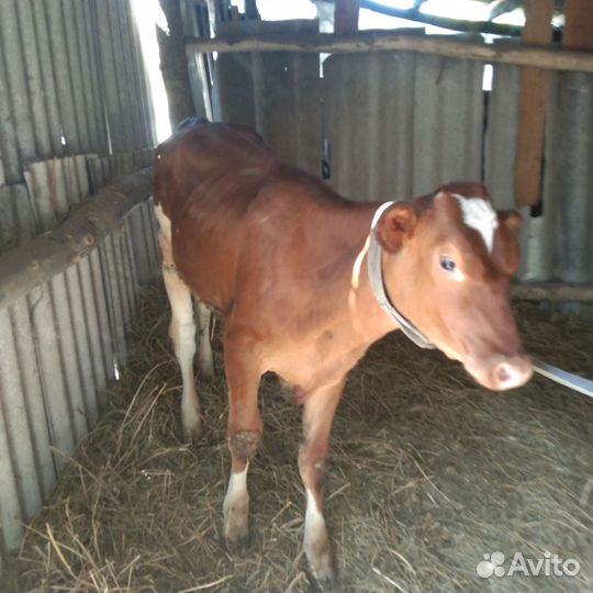 Телка 4 месяца