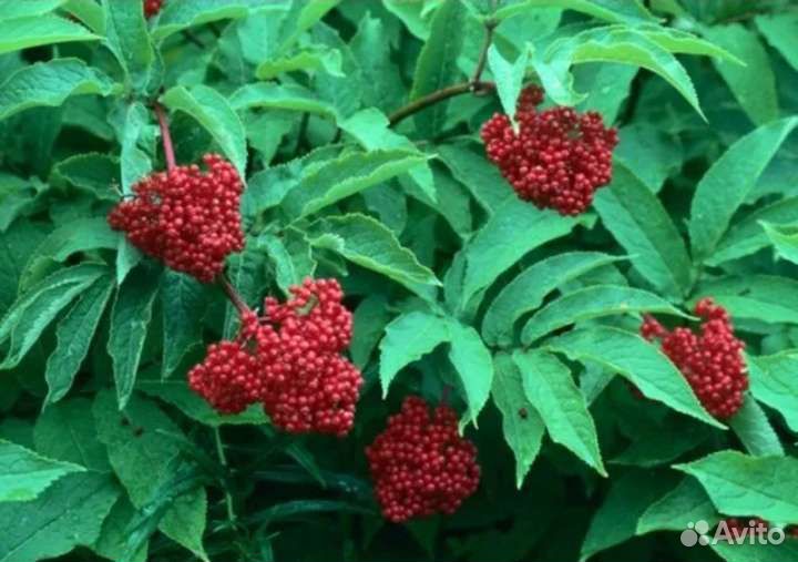 Бузина красная