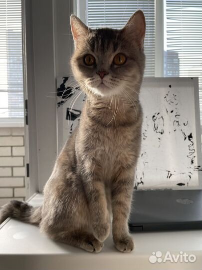 Шотландская кошка