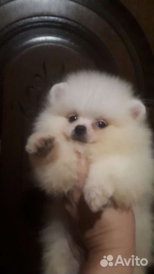 Белые малыши