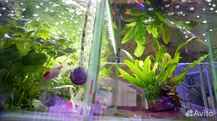 Аквариумные рыбки и растения в магазине м.Беляево