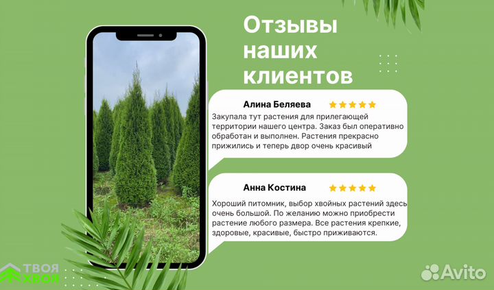 Туя Смарагд с экспресс доставкой