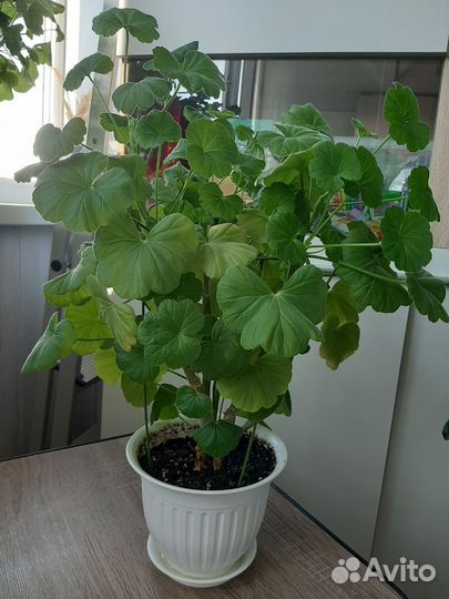 Пеларгония герань сортовая в горшке