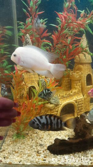 Розовые фламинго, цихлазомы, наннакара неоновая