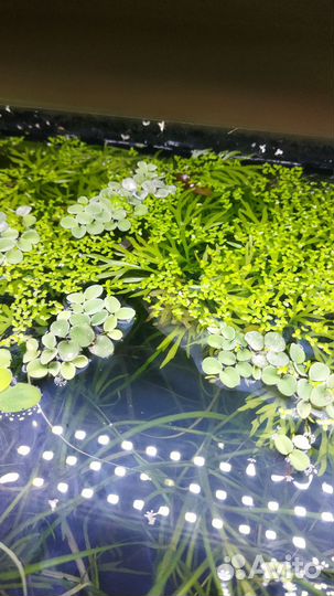 Аквариумные растения (прополка)