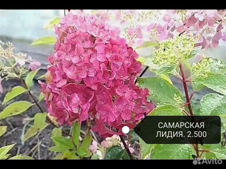 Гортензия метельчатая