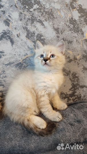 Шотландские котята белые