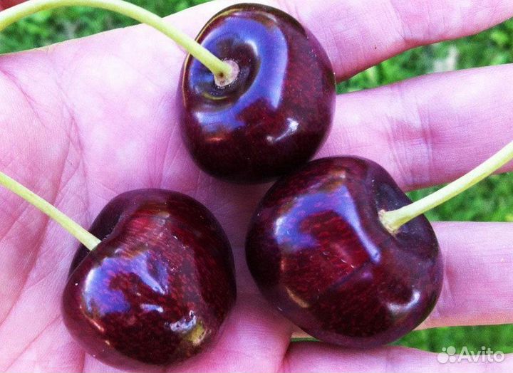 Черешня, вишня саженцы