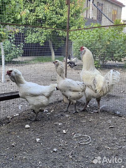 Гергебильская порода кур ундуч