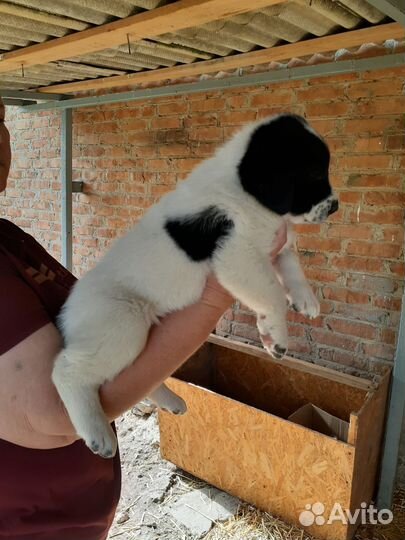 Щенки алабай