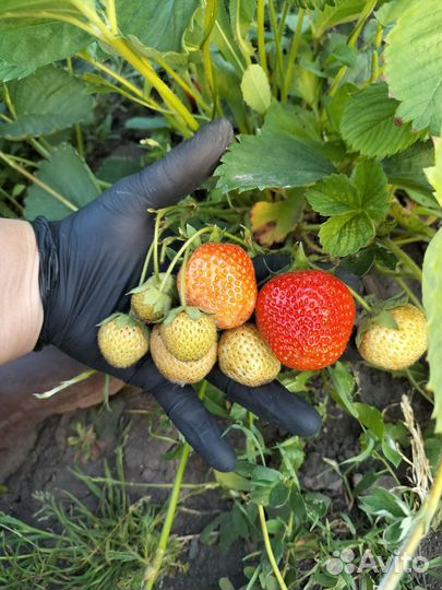 Рассада клубники сортовая