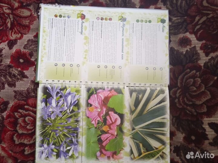 Энциклопедия комнатных растений, лучшие цветы