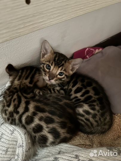 Бенгальские котята