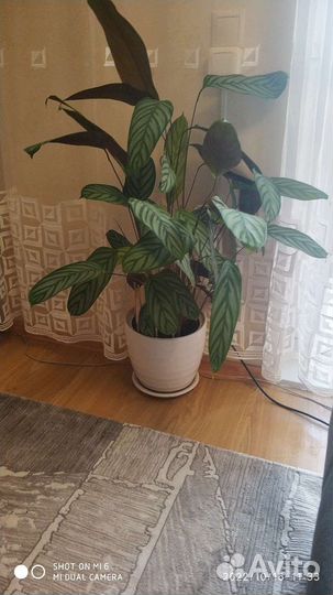 Калатея крупнолистная