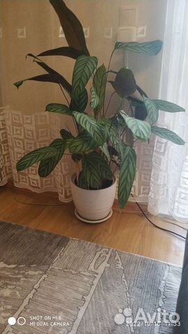 Калатея крупнолистная