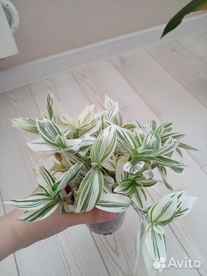 Традисканция